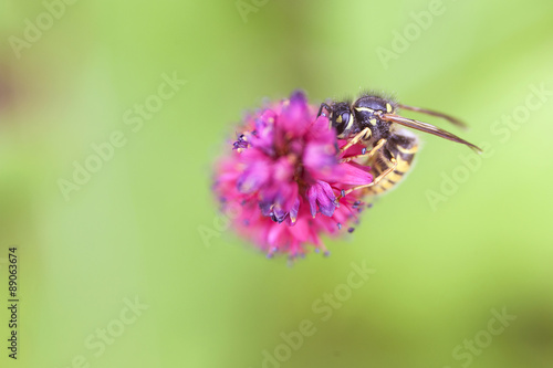 wasp on pink flower of persicaria © ahavelaar