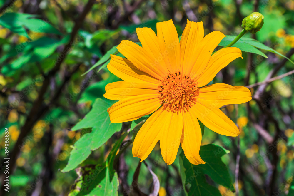 Mexican Sunflower Weed in Mae Hong Son, Thailand Mexican Sunflower Weed in Mae Hong Son, Thailand