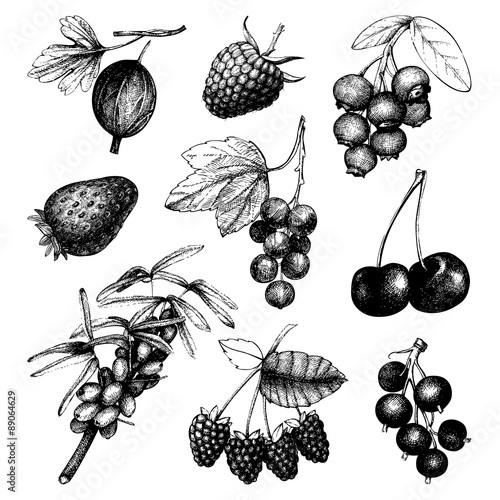 Vintage fruit and berry illustration