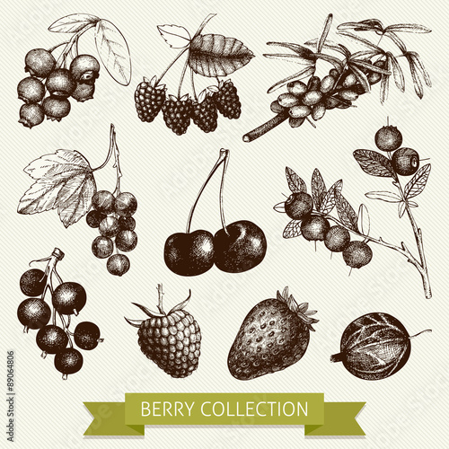 Vintage fruit and berry illustration