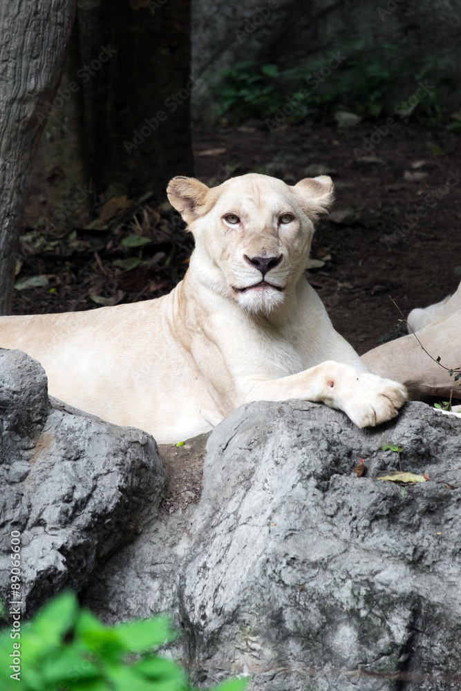 Female white lion lying on the rock Female white lion lying on the rock