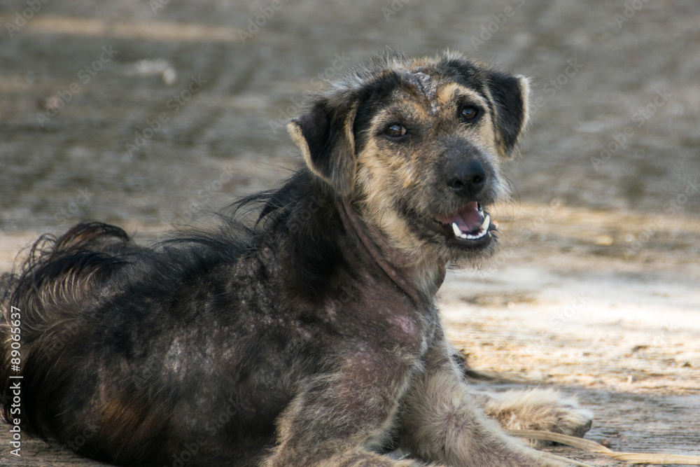 Fototapeta premium Mangy dog