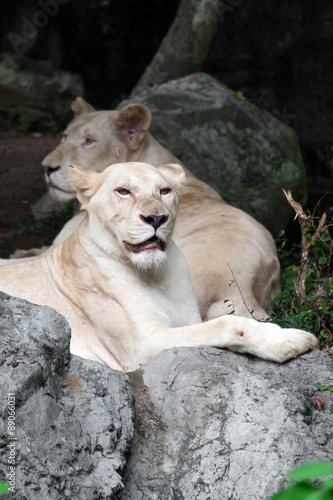 Female white lion lying on the rock