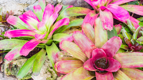 Fotografie Colorful blooming bromeliad plants