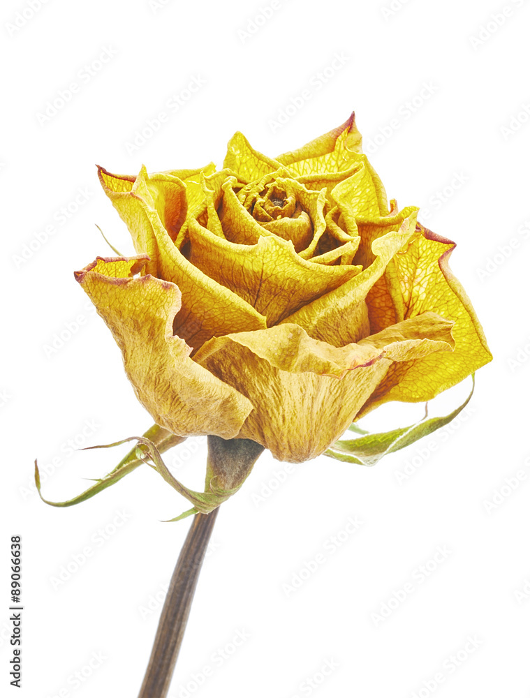Fototapeta premium Dry roses