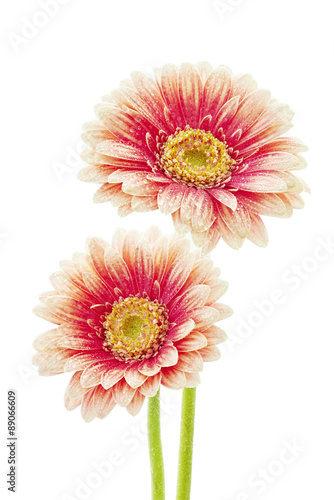 Gerbera