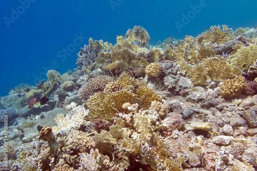 coral reef with fire corals in tropical sea, underwater