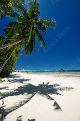 Coconut palm with shadow on sandy beach
