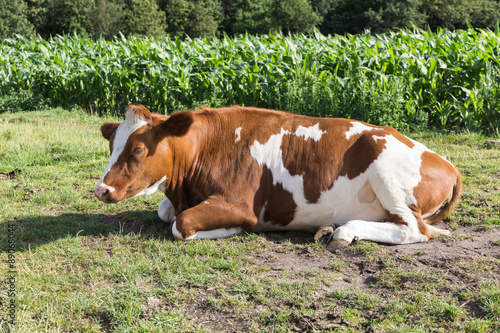 Kuh entspannt auf der Wiese © OFC Pictures
