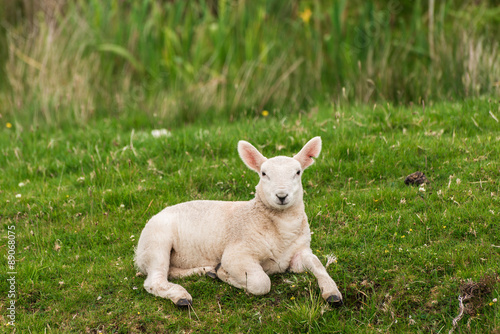 Lamb in the grasslands, Scotland