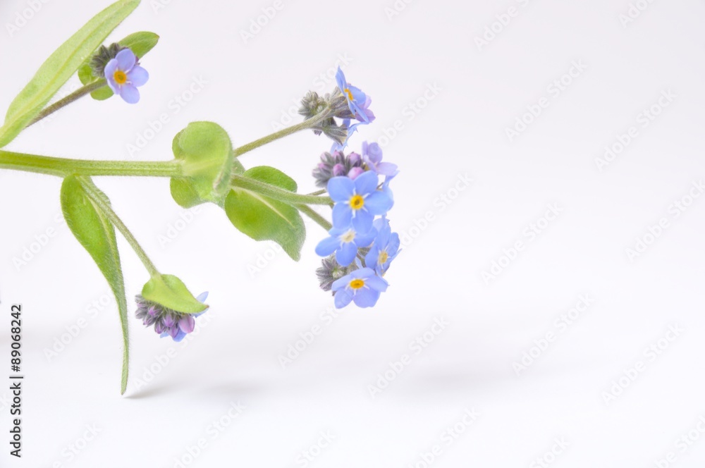 forget-me-not forget-me-not