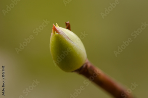 Bild auf Leinwand macro opname van een knop van de jasmijn