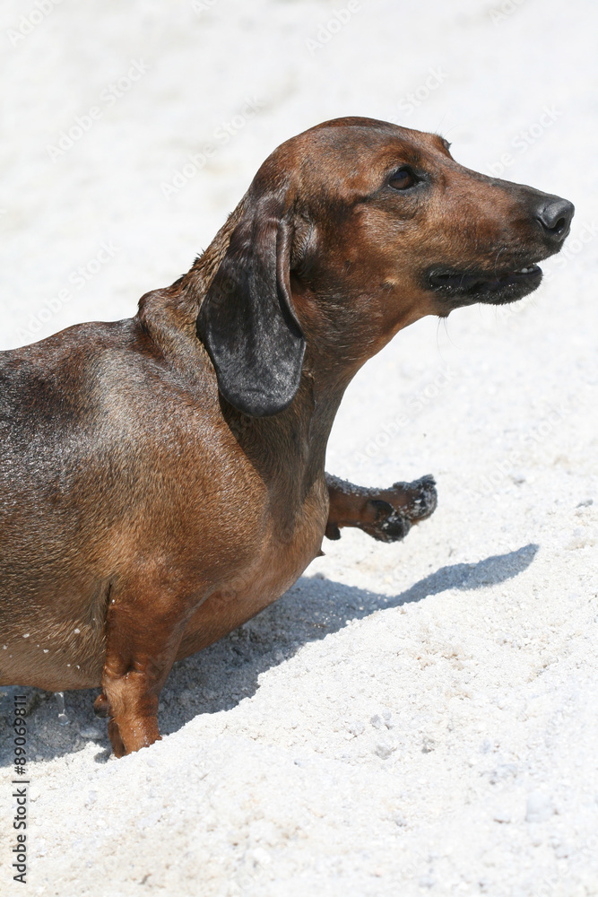 dachshund on beach