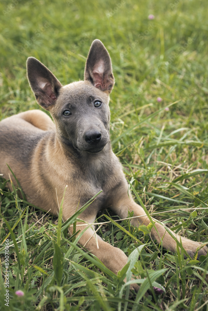 Belgian Malinois puppy. Little dog in the grass Stock Photo