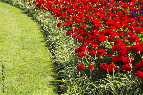 Red Flowers photo