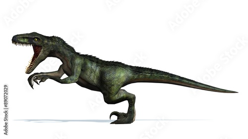 velociraptor dinosaurs - isolated on white background