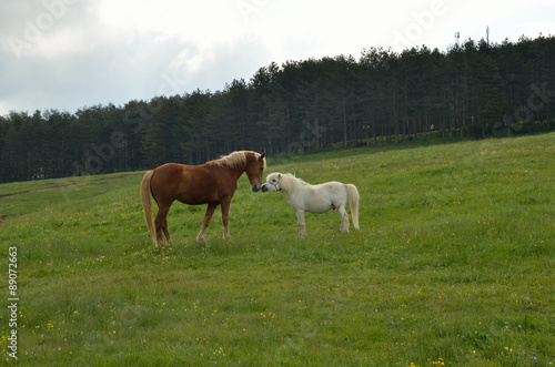 Horse friendship