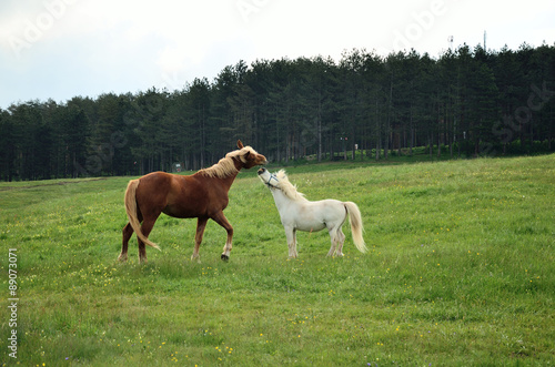 Playing horses