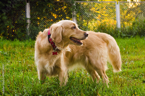 golden retriever dog standing on nature