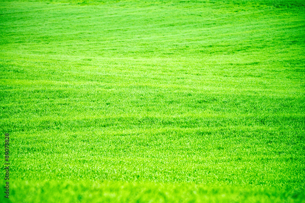 Obraz premium Grass background