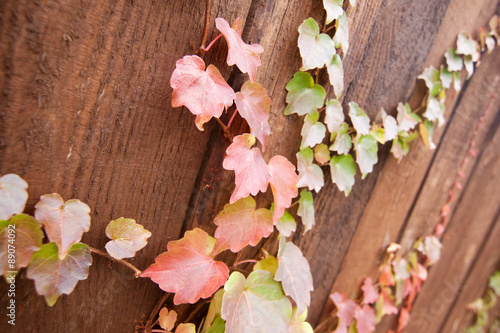 autumn colorful leaves on wood