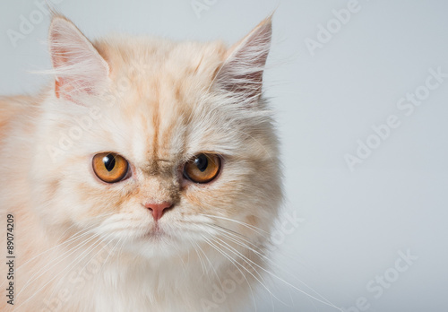 young siamese cat looking at camera