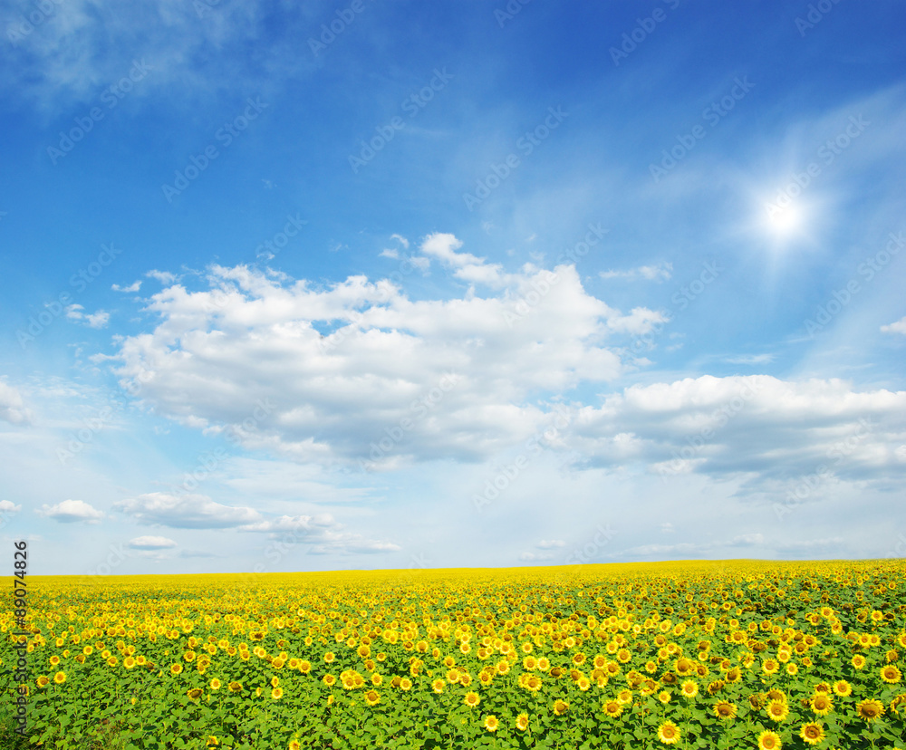 field of sunflowers