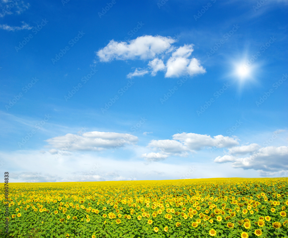 field of sunflowers field of sunflowers