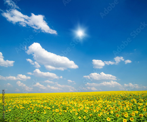 field of sunflowers