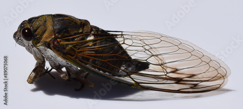 Dog-day cicada Tibicen canicularis photo