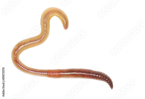  earthworm on white