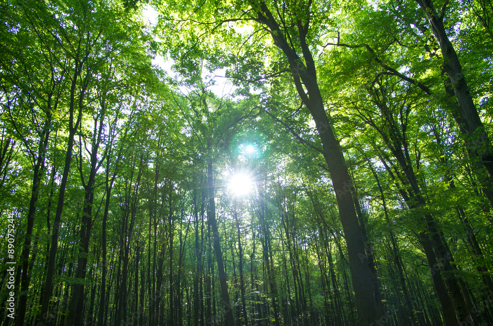 forest forest