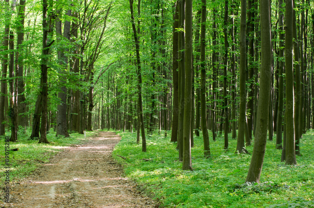 forest forest