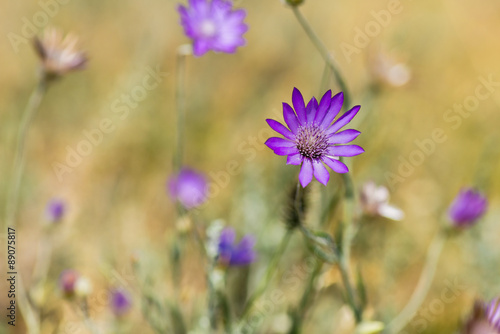 immortal flower in a meadow