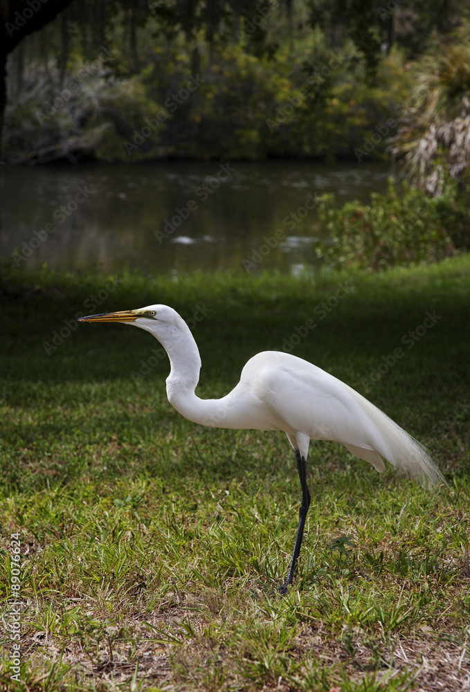 Obraz premium The great white egret on a background of green grass. White Crane