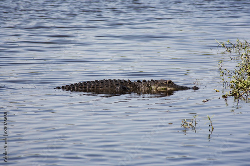  aligator resting on the river. Myakka River .