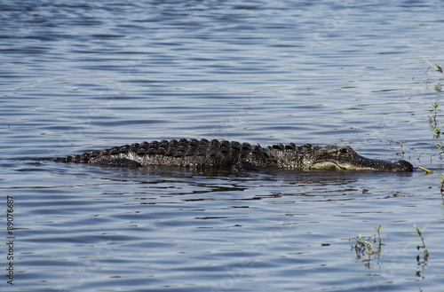  aligator  resting on the  river. Myakka River .