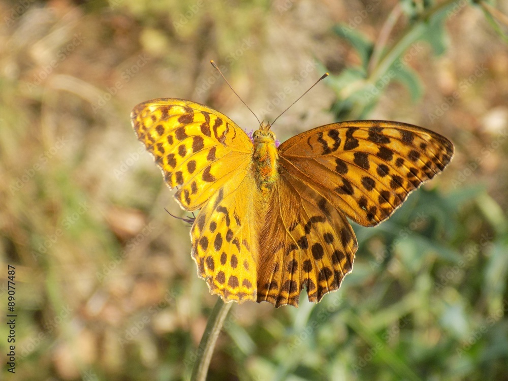 Fototapeta premium Butterfly on plant stem