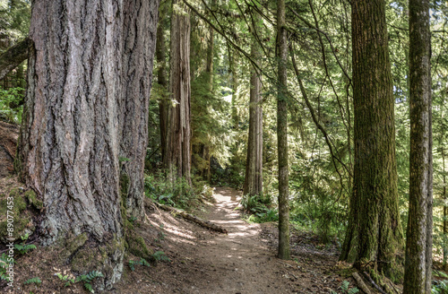 Trail through old-growth forest on Vancouver Island  British Columbia