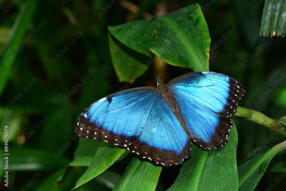 Obraz premium A pretty blue morpho butterfly lands in the butterfly gardens.