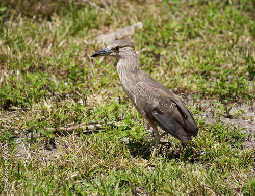 Baby birds, chick night heron with brown feathers