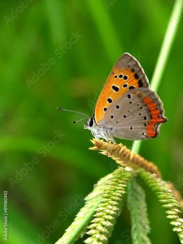 dew drop butterfly on the grass