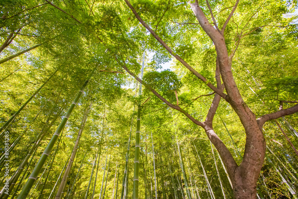 Fototapeta premium Beautiful bamboo forest at Arashiyama touristy district , kyoto