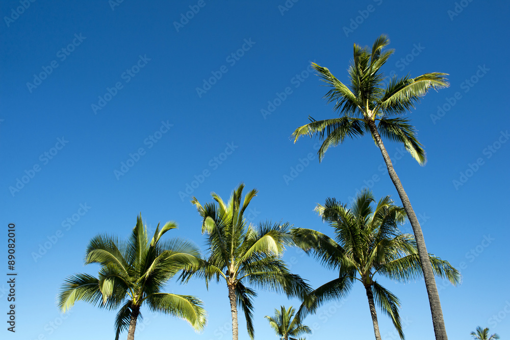Trees and blue sky of palm, Ko Olina Resort, Oahu, Hawaii -1