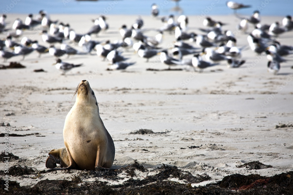 Naklejka premium Sea lion resting on a beach