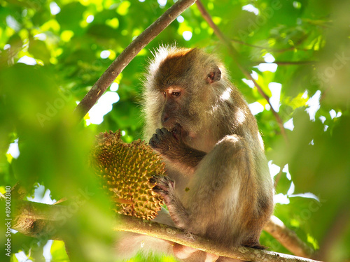 Photography Monkey eating durian