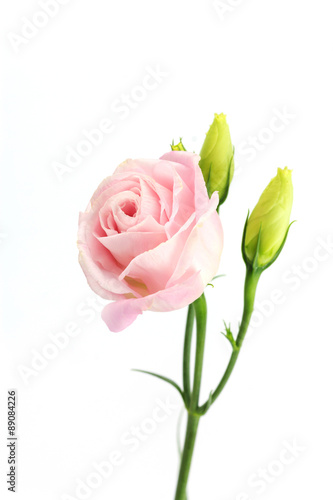 Pink carnation isolated on white.