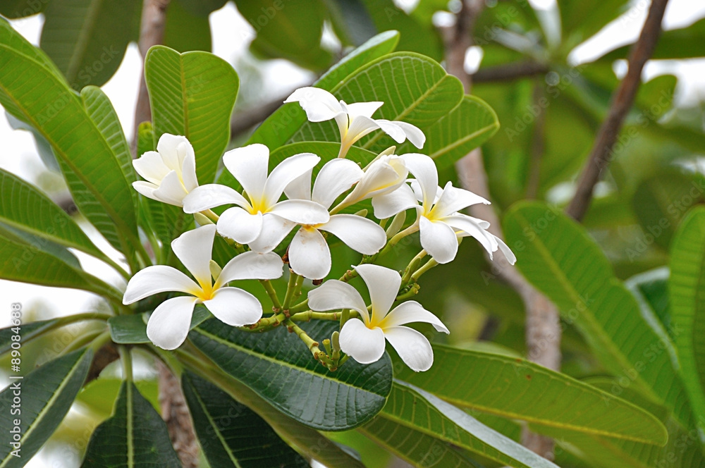white plumeria (frangipani) flower on tree with green leaves background white plumeria (frangipani) flower on tree with green leaves background