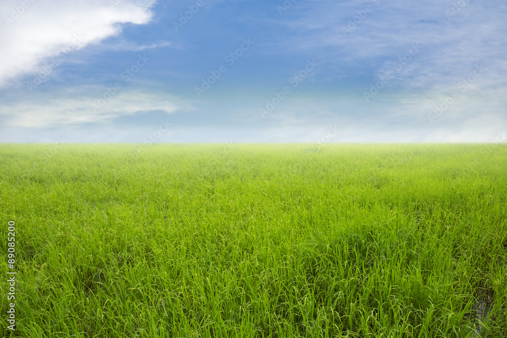 Nature green rice field and sky background 