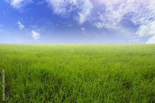 Nature green rice field and sky background 